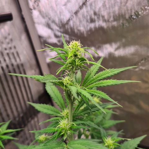 Zkittlez OG #1 growlog photo: Blüte und Stretch hat begonnen