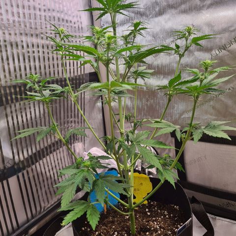 Zkittlez OG #1 growlog photo: Blüte und Stretch hat begonnen