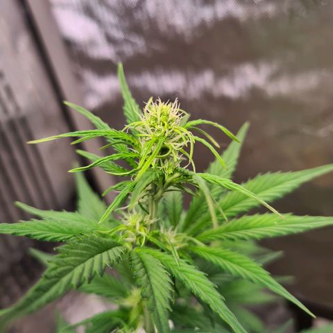 Zkittlez OG #1 growlog photo: Blüte und Stretch hat begonnen