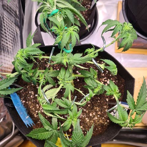 Orange Bud #2 growlog photo: Weibliche Geschlechtsmerkmale sind zu sehen