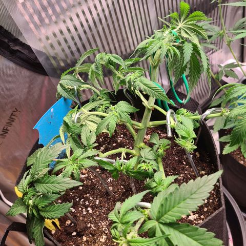 Orange Bud #2 growlog photo: Weibliche Geschlechtsmerkmale sind zu sehen