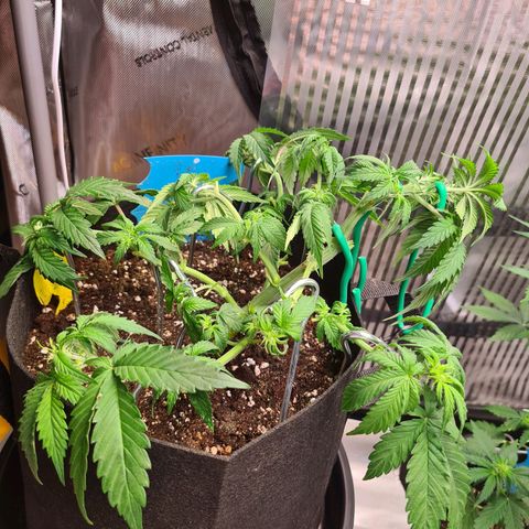 Orange Bud #2 growlog photo: Weibliche Geschlechtsmerkmale sind zu sehen