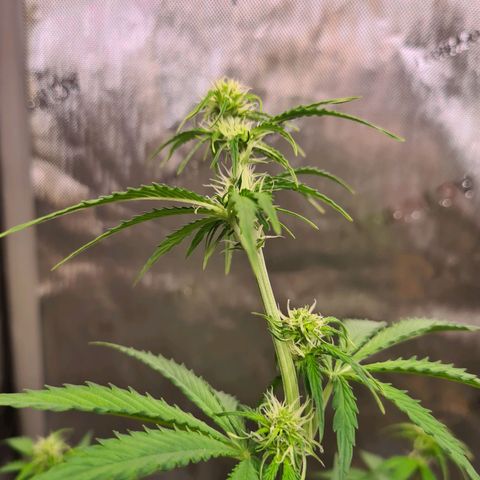 Zkittlez OG #1 growlog timeline photo