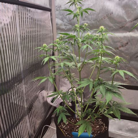 Zkittlez OG #1 growlog timeline photo