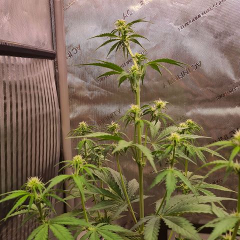 Zkittlez OG #1 growlog timeline photo