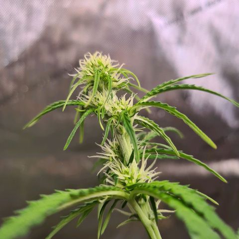 Zkittlez OG #1 growlog timeline photo