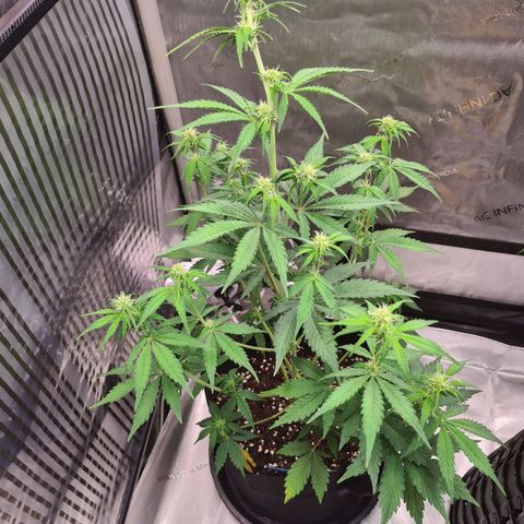 Zkittlez OG #1 growlog timeline photo
