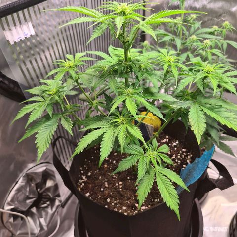 Orange Bud #1 growlog timeline photo