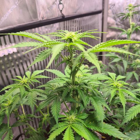 Orange Bud #1 growlog timeline photo