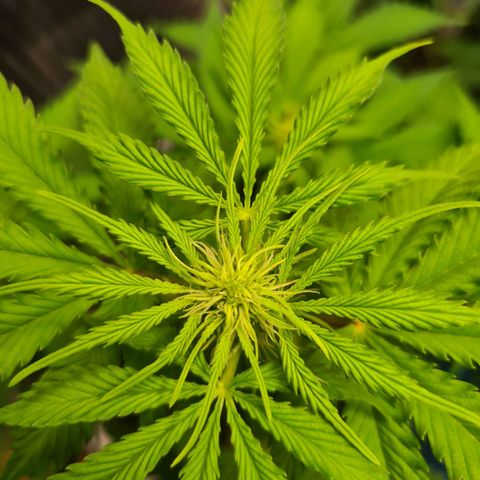 Orange Bud #1 growlog timeline photo