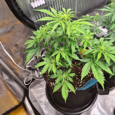 Orange Bud #1 growlog timeline photo