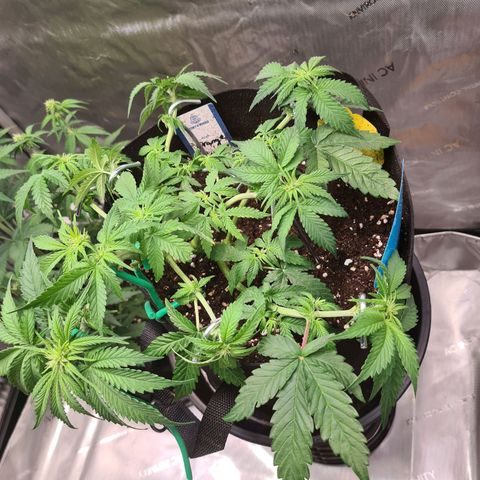 Orange Bud #2 growlog photo: Blüte hat begonnen