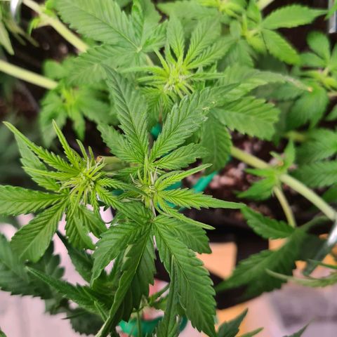 Orange Bud #2 growlog photo: Blüte hat begonnen