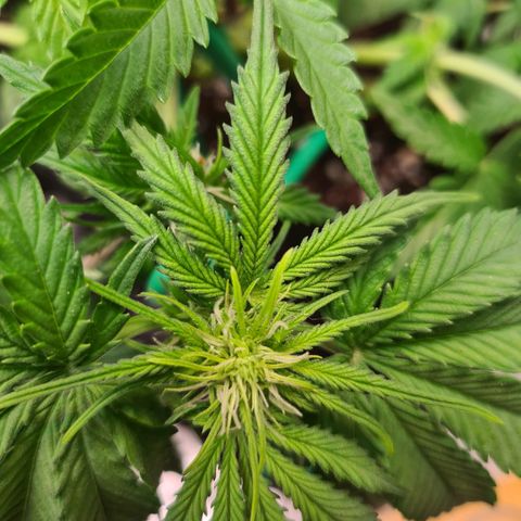 Orange Bud #2 growlog photo: Blüte hat begonnen