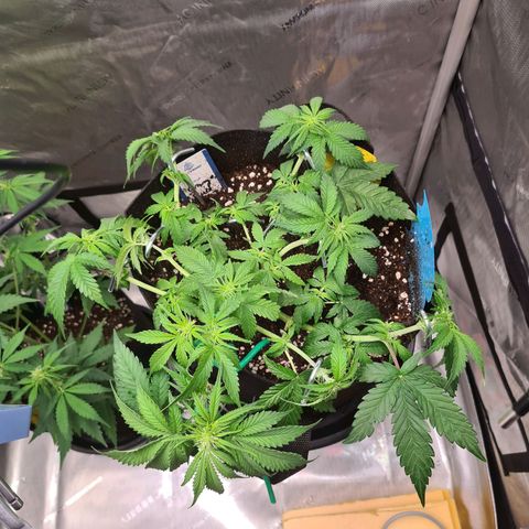 Orange Bud #2 growlog photo: Blüte hat begonnen
