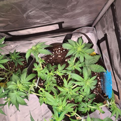 Orange Bud #2 growlog photo: Blüte hat begonnen