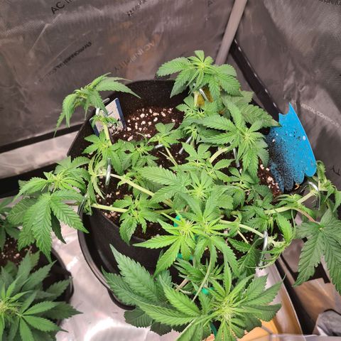 Orange Bud #2 growlog photo: Blüte hat begonnen