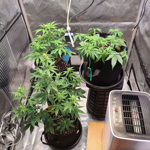 Zkittlez OG #1 growlog photo: Teleskophocker für den Höhenausgleich
