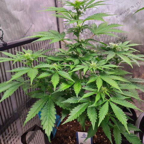 Orange Bud #1 growlog photo: Pflanze ist gezwittert. Männliche Pollensäcke an unteren Trieben entdeckt. Pflanze steht jetzt regengeschützt Outdoor