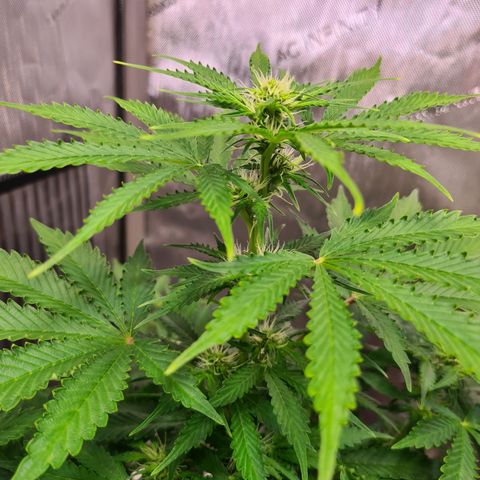 Orange Bud #1 growlog photo: Pflanze ist gezwittert. Männliche Pollensäcke an unteren Trieben entdeckt. Pflanze steht jetzt regengeschützt Outdoor