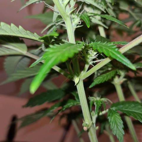 Orange Bud #1 growlog photo: Pflanze ist gezwittert. Männliche Pollensäcke an unteren Trieben entdeckt. Pflanze steht jetzt regengeschützt Outdoor