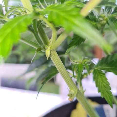 Orange Bud #1 growlog photo: Pflanze ist gezwittert. Männliche Pollensäcke an unteren Trieben entdeckt. Pflanze steht jetzt regengeschützt Outdoor