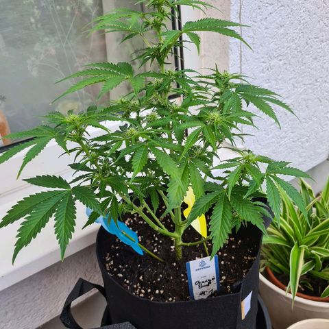 Orange Bud #1 growlog photo: Pflanze ist gezwittert. Männliche Pollensäcke an unteren Trieben entdeckt. Pflanze steht jetzt regengeschützt Outdoor