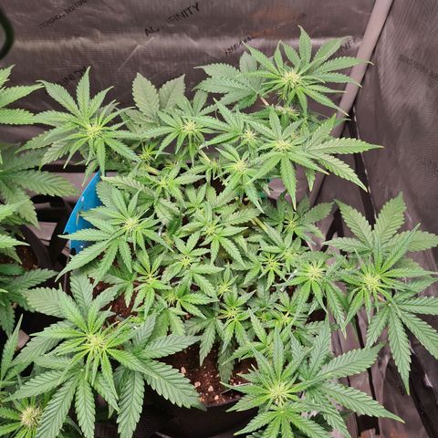 Orange Bud #2 growlog timeline photo