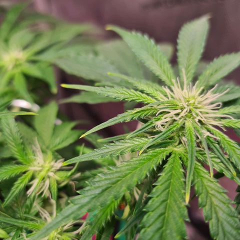 Orange Bud #2 growlog timeline photo