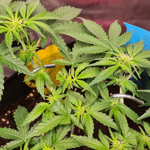 Orange Bud #2 growlog timeline photo