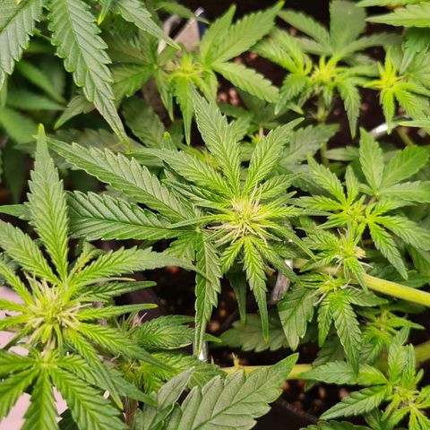 Orange Bud #2 growlog timeline photo