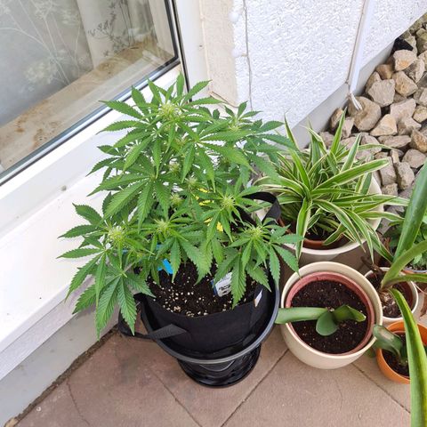 Orange Bud #1 growlog photo: Pflanze ist gezwittert. Männliche Pollensäcke an unteren Trieben entdeckt. Pflanze steht jetzt regengeschützt Outdoor