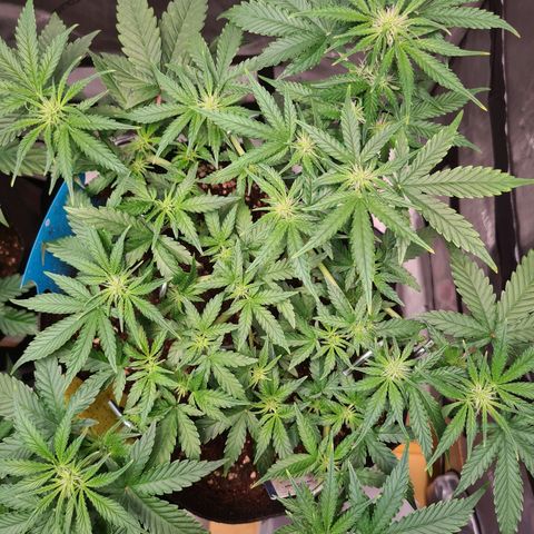 Orange Bud #2 growlog timeline photo