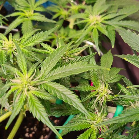 Orange Bud #2 growlog timeline photo