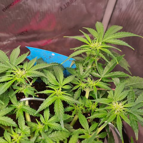 Orange Bud #2 growlog timeline photo