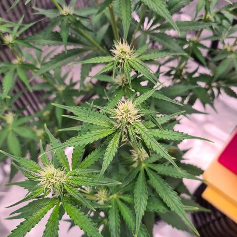 Zkittlez OG #1 growlog timeline photo
