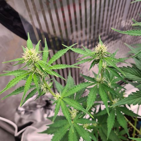 Zkittlez OG #1 growlog timeline photo