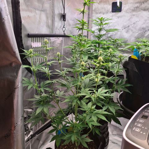Zkittlez OG #1 growlog timeline photo