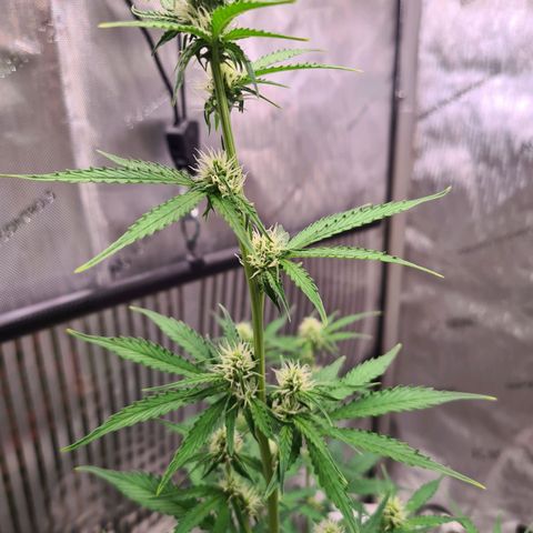 Zkittlez OG #1 growlog timeline photo