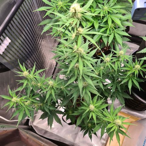 Zkittlez OG #1 growlog timeline photo