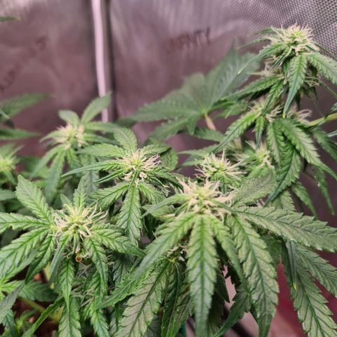 Orange Bud #2 growlog photo: Langsam wachsen die Blüten und sind leicht "frostig"