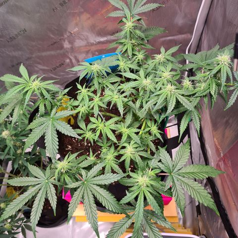 Orange Bud #2 growlog photo: Langsam wachsen die Blüten und sind leicht "frostig"