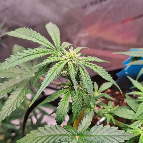 Orange Bud #2 growlog photo: Langsam wachsen die Blüten und sind leicht "frostig"