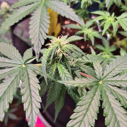Orange Bud #2 growlog photo: Langsam wachsen die Blüten und sind leicht "frostig"