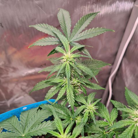 Orange Bud #2 growlog photo: Langsam wachsen die Blüten und sind leicht "frostig"