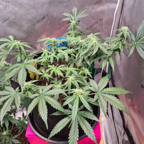 Orange Bud #2 growlog photo: Langsam wachsen die Blüten und sind leicht "frostig"
