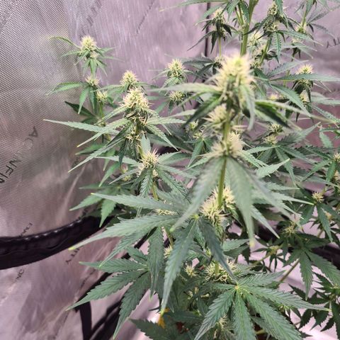 Zkittlez OG #1 growlog photo: Buds wachsen kontinuierlich und sind richtig "frostig"