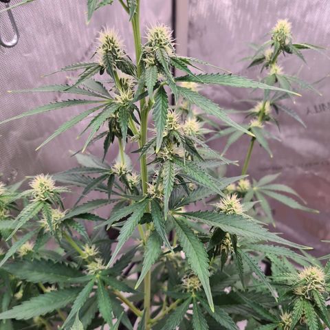 Zkittlez OG #1 growlog photo: Buds wachsen kontinuierlich und sind richtig "frostig"