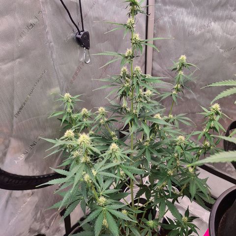 Zkittlez OG #1 growlog photo: Buds wachsen kontinuierlich und sind richtig "frostig"
