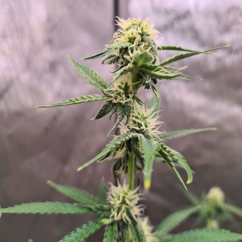 Zkittlez OG #1 growlog photo: Buds wachsen kontinuierlich und sind richtig "frostig"